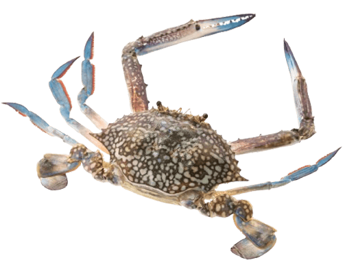 Crab Varities